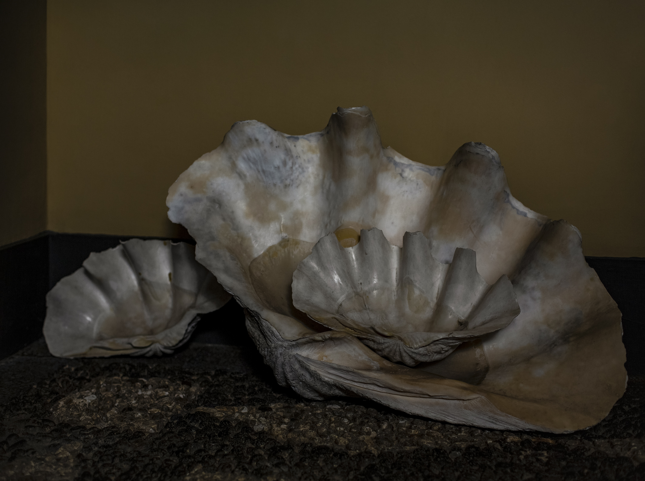 Manuela Marques, <i>Conque </i>, 2022