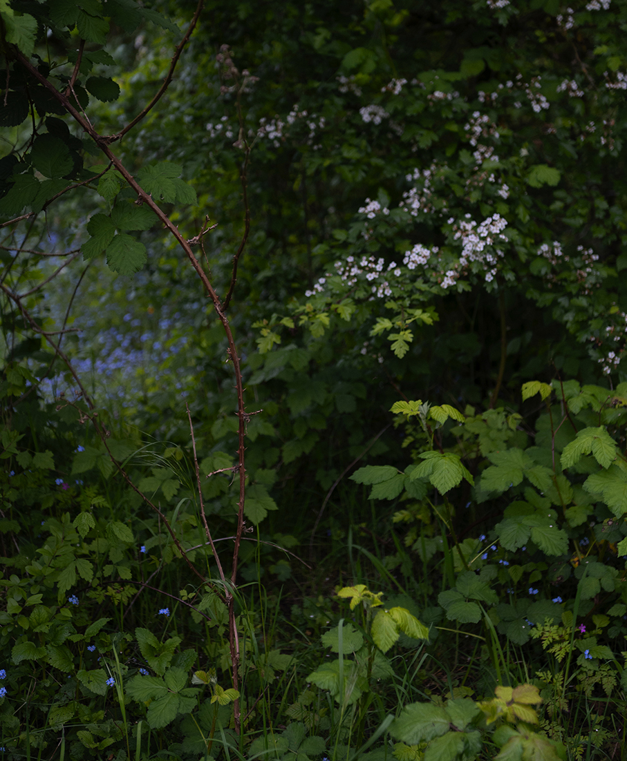 Nigel-Baldacchino-Promise-litter-00