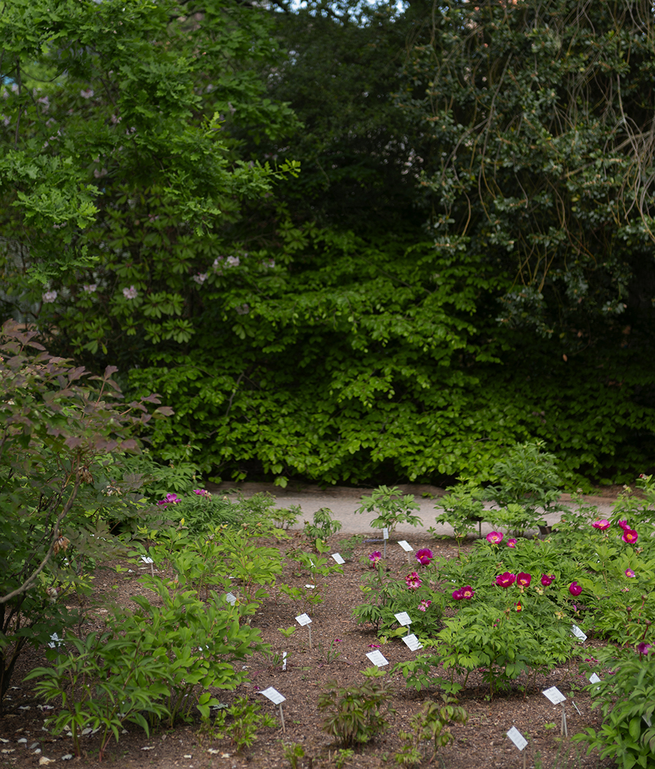 Nigel-Baldacchino-Promise-litter-2