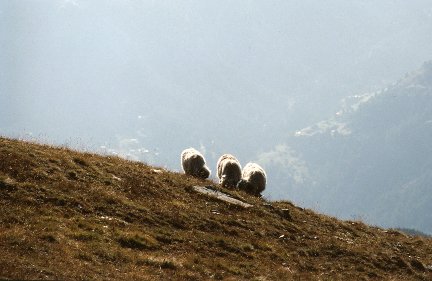 Daniel Gustav Kramer, Untitled (Three Sheep), 2013